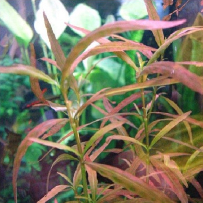 hygrophila polysperma ceylan